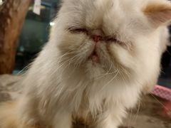 -more than meow吴止猫主题餐厅(承德 中船汇店)