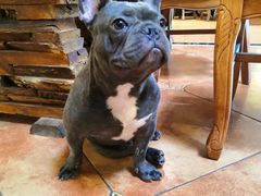 -more than meow吴止猫主题餐厅(承德 中船汇店)