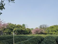 -杭州植物园