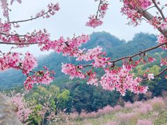 -灵光寺