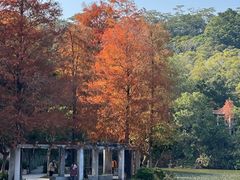 -深圳仙湖植物园