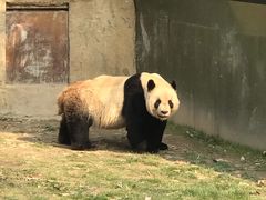 -上海野生动物园老虎餐厅