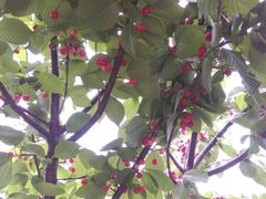 -樱桃山旅游景区