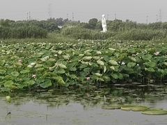 -荷塘月色湿地公园·向阳花洲