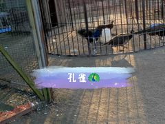 -前小桔亲子创意农场·草莓采摘·露营烧烤