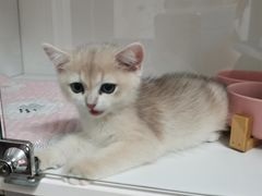 -Bastet sally猫舍购宠(静安店)