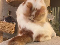 -共舞时光猫咖·狗咖(新街口店)
