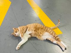 -蓝天射箭馆·专业射箭运动(诚丰广场店)