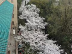 -武汉大学-樱园