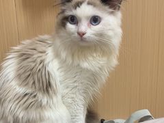 -瑞派康怡24h宠物医院·犬猫医疗中心·微创绝育(瑞景分院)