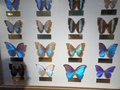 -上海昆虫博物馆