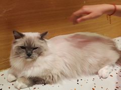 -滚猫咖啡·猫咖·猫友好撸猫(未来城店)