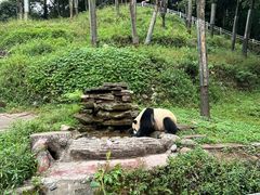 -中国大熊猫保护研究中心雅安碧峰峡基地