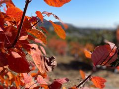 -白水寺森林公园