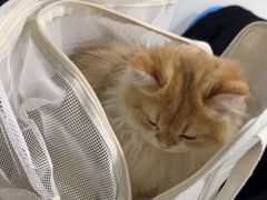 -佳雯宠物医院·皮肤科·内外科(春晓路分院)