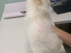 -嘉馨宠物医院·CT影像转诊·心脏科·犬猫全科诊疗中心(下沙大学城院区)