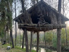 -合肥滨湖国家森林公园