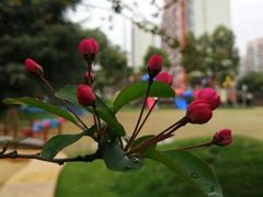 -协和实验幼儿园