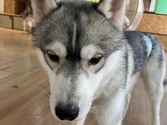 -Husky Go! 哈士奇体验馆·宠物咖啡厅狗咖