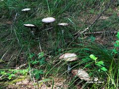 -塞罕坝国家级自然保护区