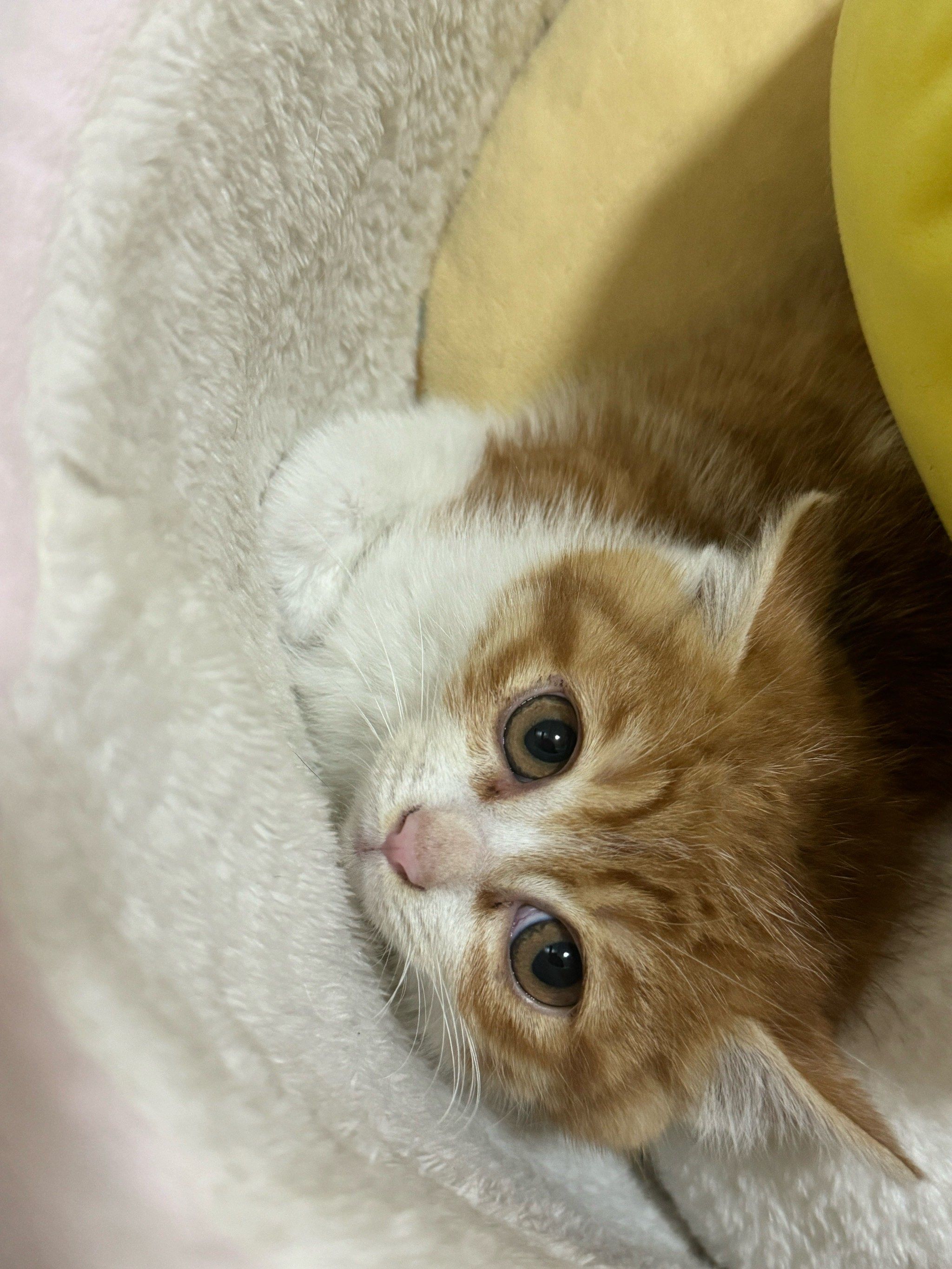 好凶奶凶的小猫咪
生气的样子也好可爱