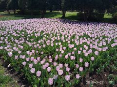 -上海鲜花港