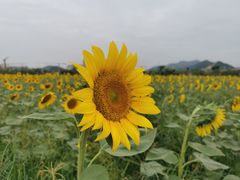 -光明小镇欢乐田园