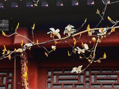-长春观