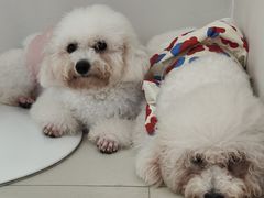 -怪兽屋·羊驼·猫咖·狗咖(俊华广场店)