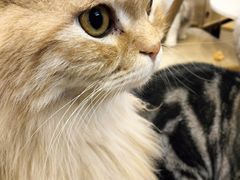 -猫咪派对(江南西店)