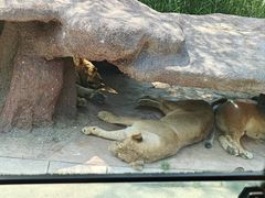 -北京野生动物园