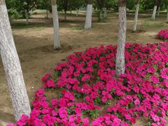 -长白岛森林公园