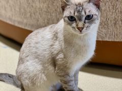 -藏猫猫咖啡主题馆(中央大道店)