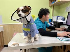 -瑞鹏宠物医院犬猫全科(真大分院)