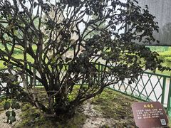 -曹州牡丹园