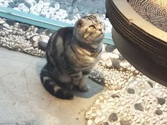 -喵屿·大理花园猫咖