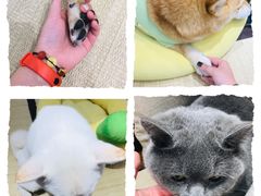 -逗柴咖啡屋·狗咖猫咖宠物桌游