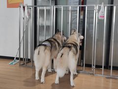 -Husky Go! 哈士奇体验馆·宠物咖啡厅狗咖