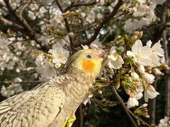 -武汉大学-樱园