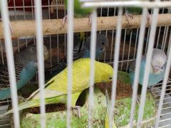 -清平路水族市场