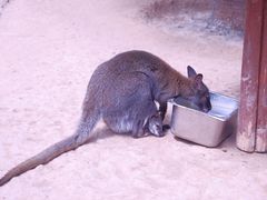 -呀路古热带植物园