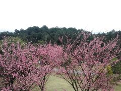 -铁山坪森林公园