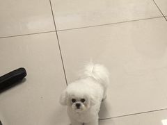 -艾贝尔宠物医院 ·中兽医·宠保定点(北门桥店)