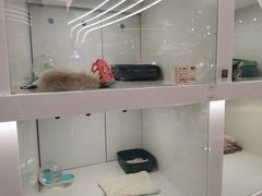 -1013 PET SHOP精品宠物商店(丁香店)