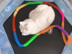 -纳吉亚猫专科动物医院·北北分院