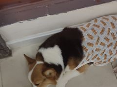 -怪兽屋·羊驼·猫咖·狗咖(俊华广场店)