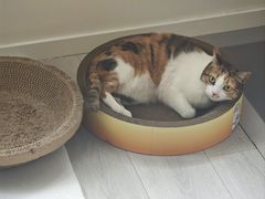 -东方体育中心(地铁站)