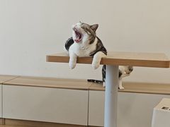 -有喵·猫咖·狗咖·30几只猫10只小狗(岗厦店)