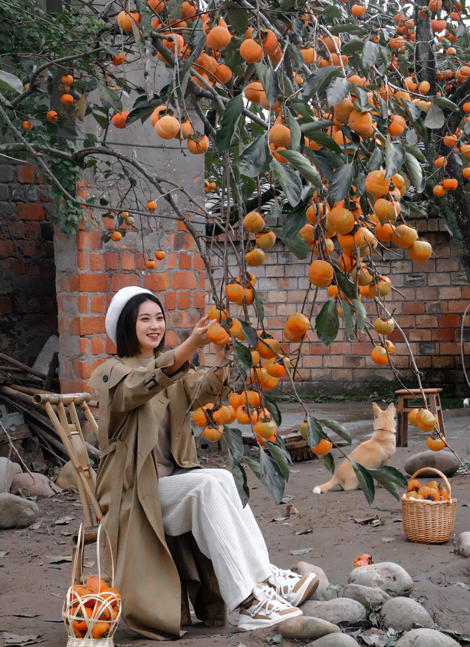 🏮

这个果园离成都不远,在乐山