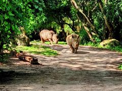-奥兰多迪士尼动物王国乐园